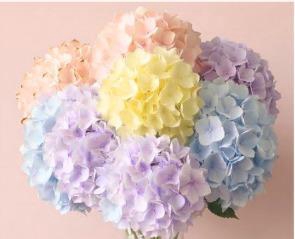 <h4>HYDR ASSORTED PASTEL Tessa</h4>