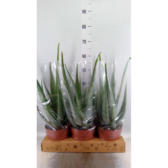 <h4>Aloe vera</h4>