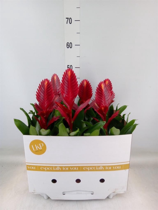 <h4>Vriesea  'Porto'</h4>