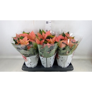 Euphorbia pulc. 'Christ Beau Queen'