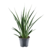 Sansevieria Friends