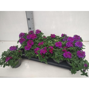 VERBE LASCAR PURPLE