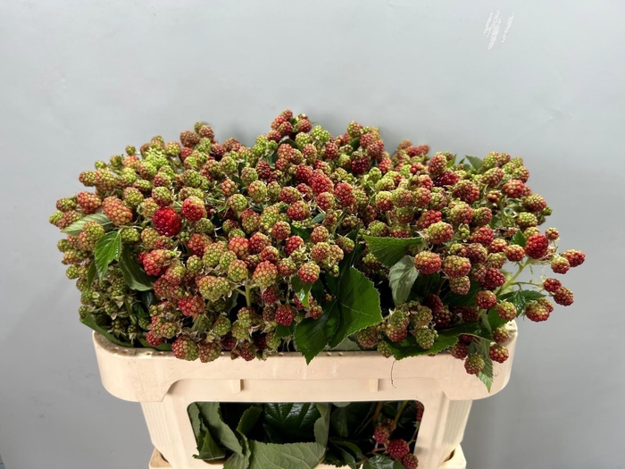 <h4>RUBUS FR CHESTER</h4>