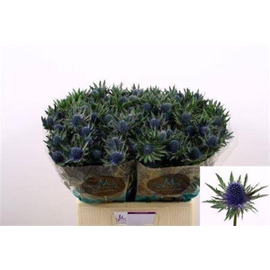 Eryngium Aquarius Qstar 60cm X40