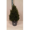 Picea Gl December