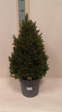Picea Gl December