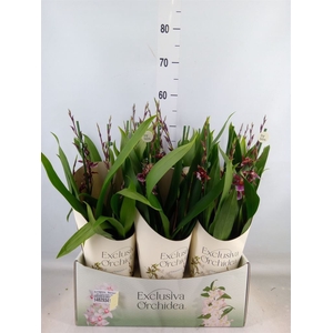 xBurrageara  'Barrocco Red'
