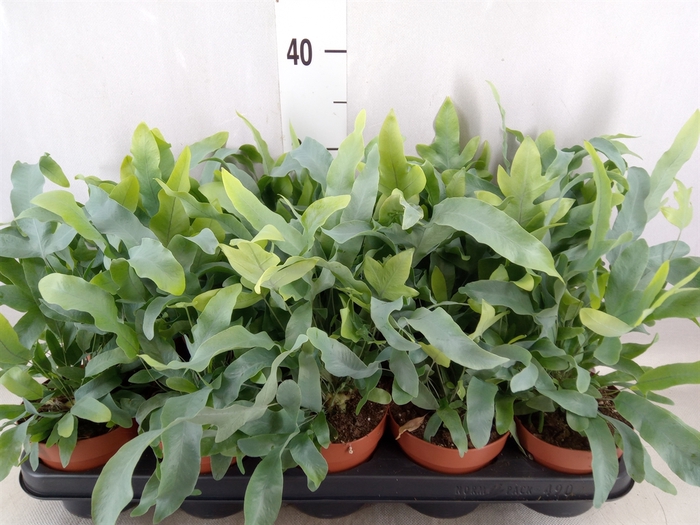 <h4>Phlebodium aureum 'Blue Star'</h4>