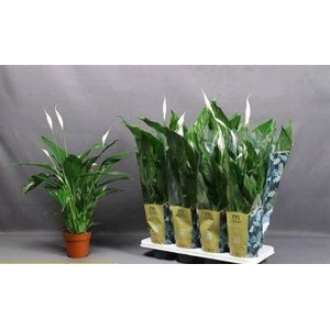 Spath Sweet Benito 5-6+