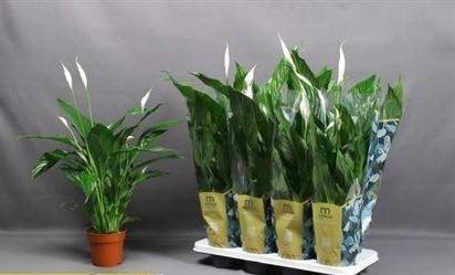 <h4>Spath Sweet Benito 5-6+</h4>
