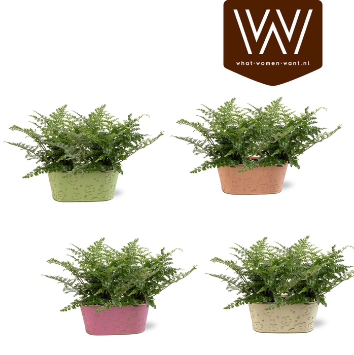 <h4>Collectie "Fruity Blend" Varen 19 cm in zinken duobakje Nova</h4>