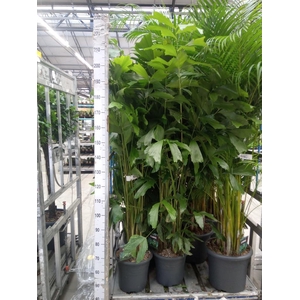 Caryota mitis