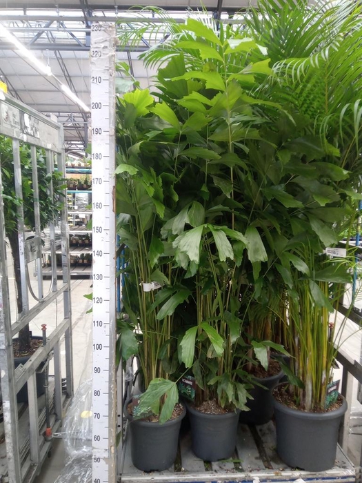 <h4>Caryota mitis</h4>