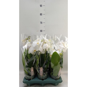 Phalaenopsis  'Spirit White'