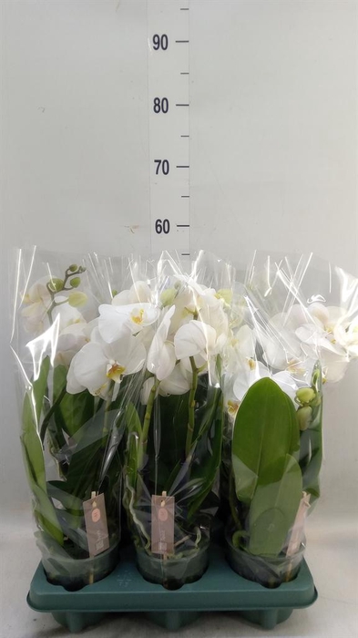 <h4>Phalaenopsis  'Spirit White'</h4>