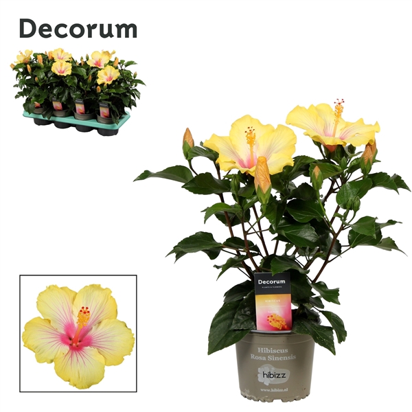 Decorum Hibiscus Cocktail bicolor wit/geel