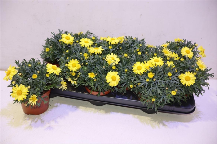 <h4>Arg La Rita Yellow</h4>