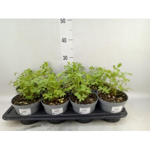Levisticum officinale