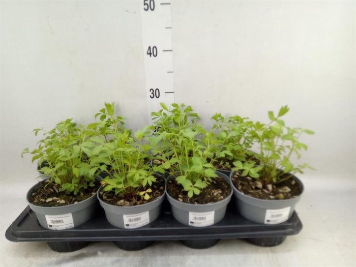 <h4>Levisticum officinale</h4>