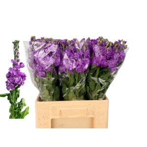 Matth Milla Lavender
