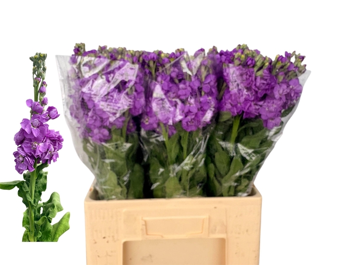 <h4>Matth Milla Lavender</h4>