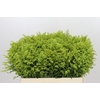 Solidago Tara Gold Buiten