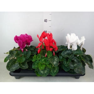 Cyclamen GR 'XL'