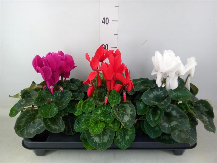 <h4>Cyclamen GR 'XL'</h4>