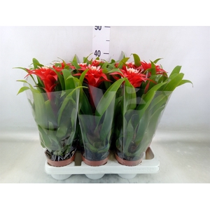 Guzmania  'Confetti'