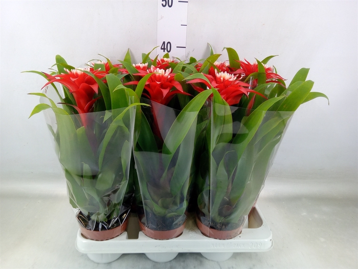 <h4>Guzmania  'Confetti'</h4>