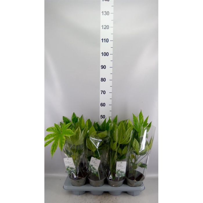 <h4>Fatsia japonica 'Variegata'</h4>
