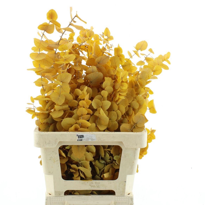 <h4>Pres Stuartiana Yellow</h4>