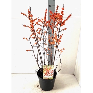ILEX VERTICILLATA