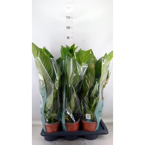 Spathiphyllum  'Bingo Cupido'