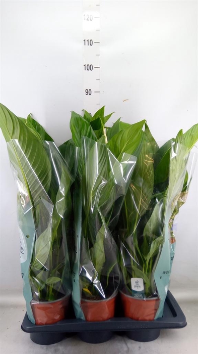 <h4>Spathiphyllum 'Bingo Cupido'</h4>