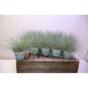 Fest Gl Compact Blue