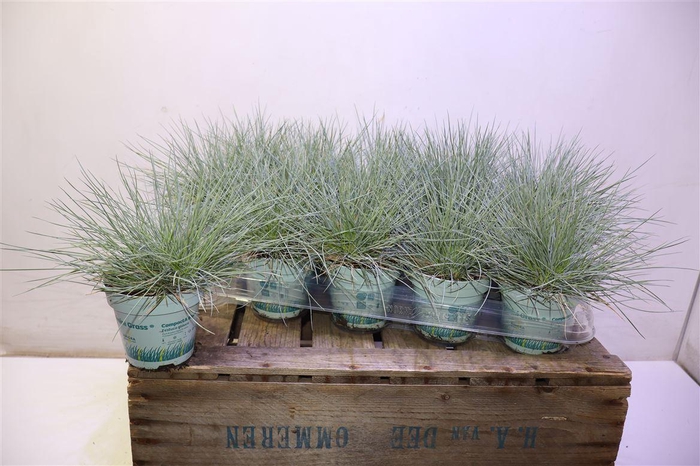 <h4>arr8 Fest Gl Compact Blue</h4>