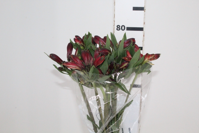 <h4>ALSTROEMERIA MERLOT 080 CM VERMELHO</h4>