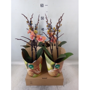 Phalaenopsis   ...orange