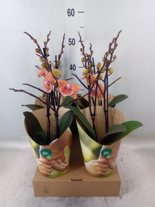 <h4>Phalaenopsis   ...orange</h4>