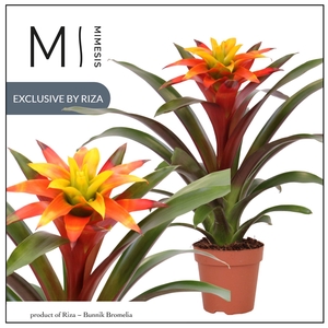 Guzmania