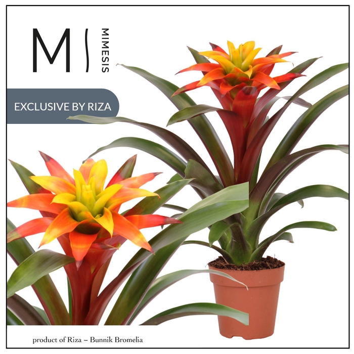 <h4>Guzmania</h4>