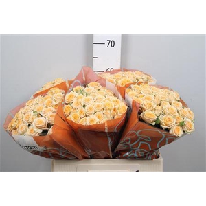 Rosa TR 'Trinity' BRAAM