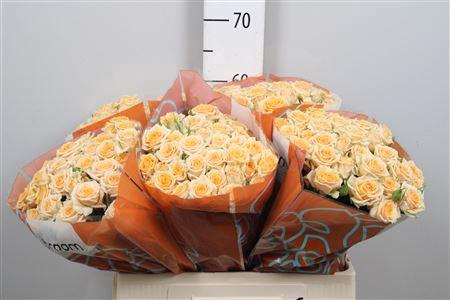 <h4>Rosa TR 'Trinity' BRAAM</h4>