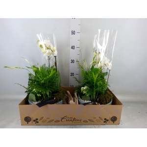 Arr.  Phalaenopsis  H%