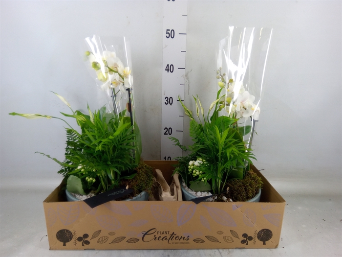 <h4>Arr.  Phalaenopsis  H%</h4>