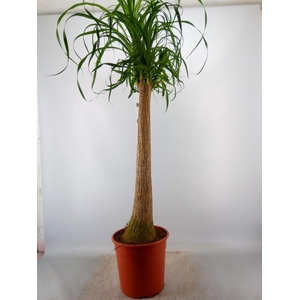 Beaucarnea recurvata