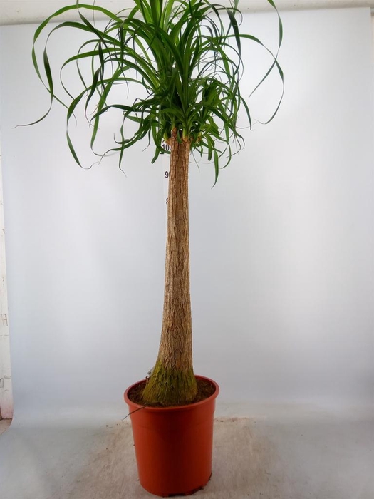 <h4>Beaucarnea recurvata</h4>