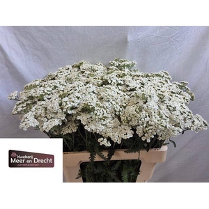 Achillea white beauty