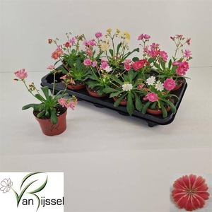 LEWI COTYLEDON